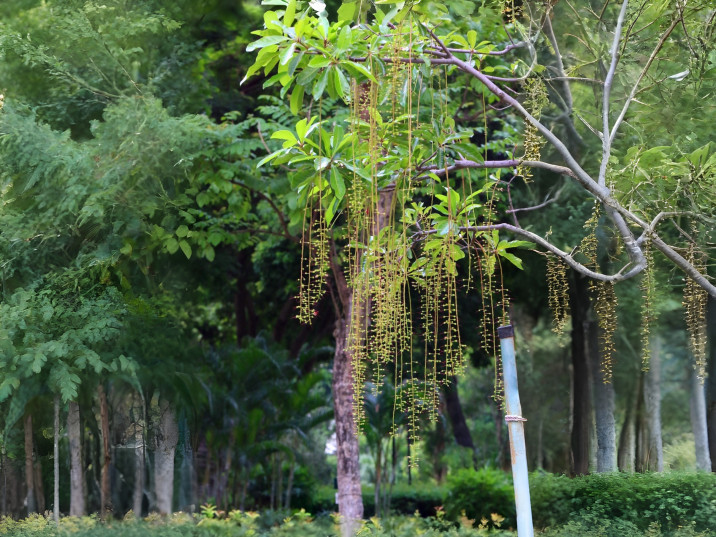 Barringtonia acutangula