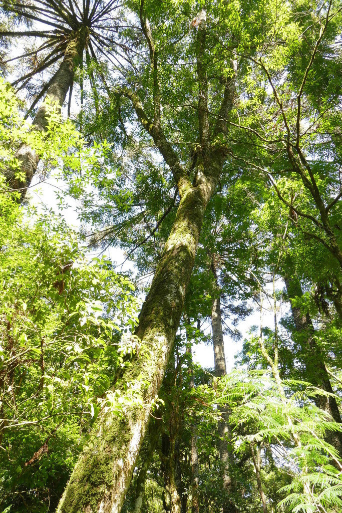 Casearia obliqua
