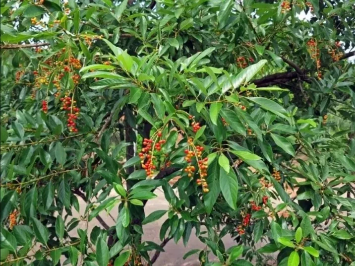 Citharexylum myrianthum