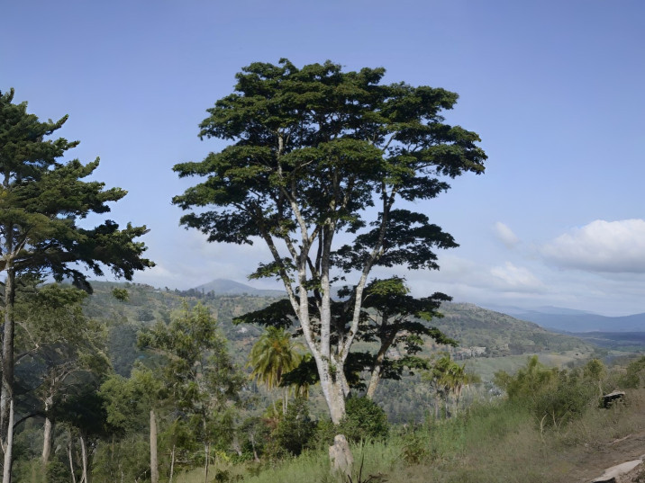 Albizia gummifera