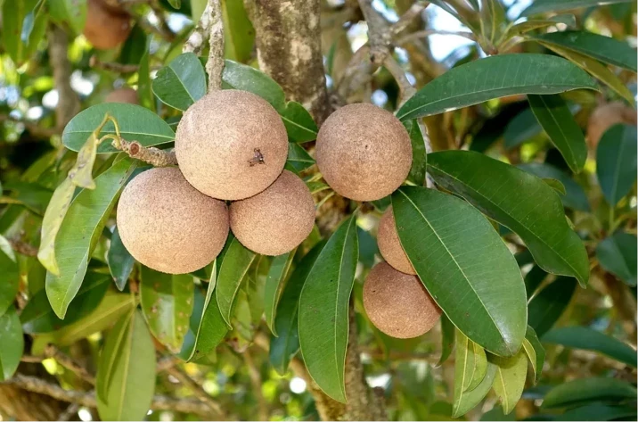 Manilkara zapota