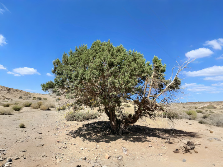 Juniperus phoenicea