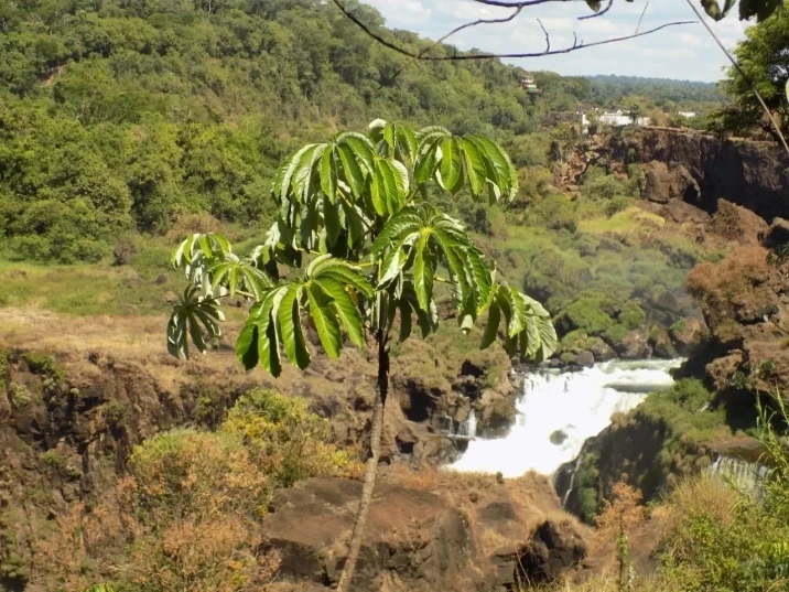 Cecropia pachystachya