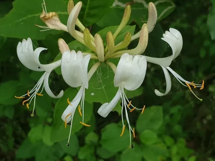 Lonicera periclymenum