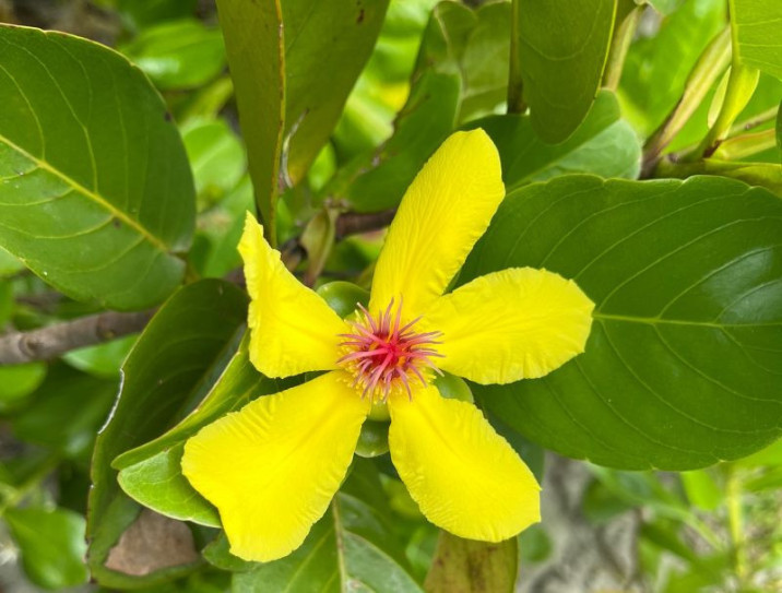 Dillenia alata