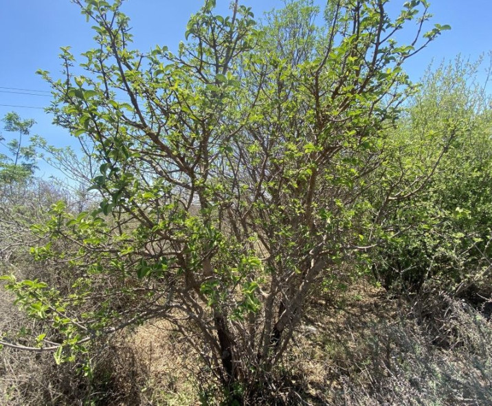 Vangueria infausta
