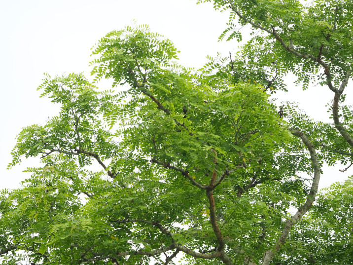 Albizia lebbeck