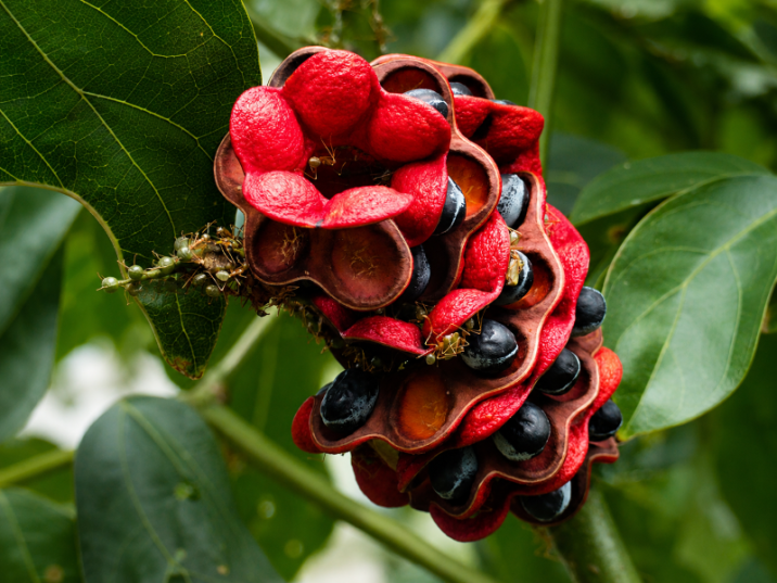 Archidendron lucyi