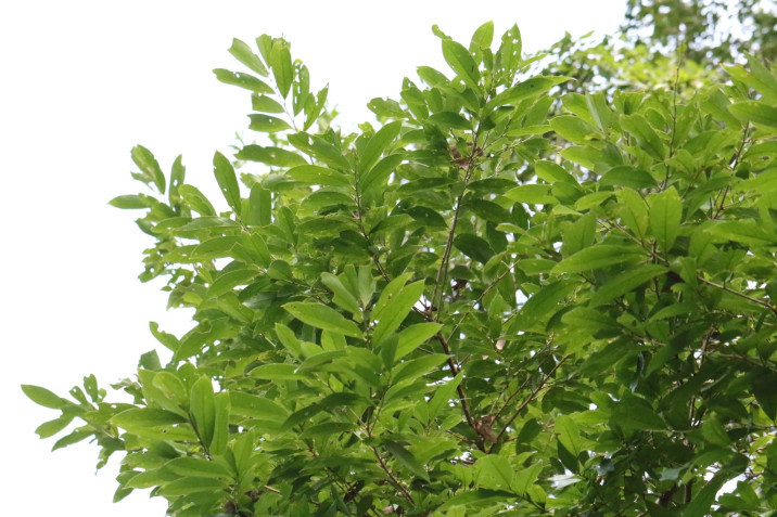 Bridelia insulana