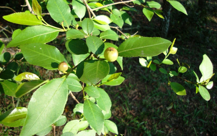 Sebastiania brasiliensis
