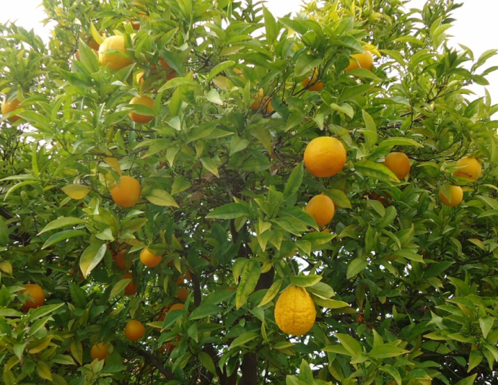 Citrus sinensis