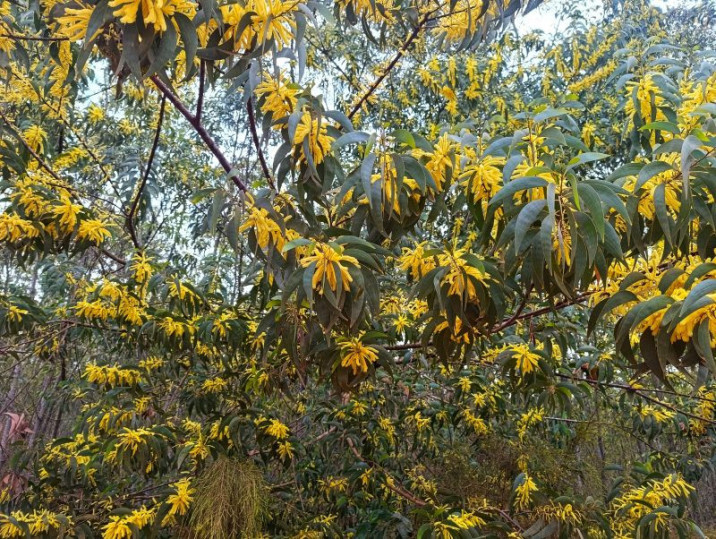 Acacia crassicarpa