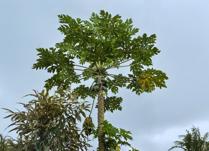 Carica papaya