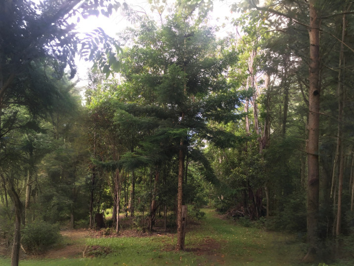 Araucaria cunninghamii