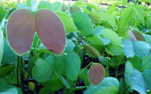 Bauhinia longifolia