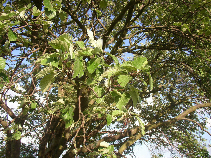Sorbus aria