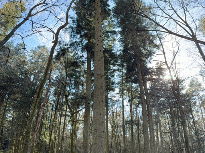 Abies alba