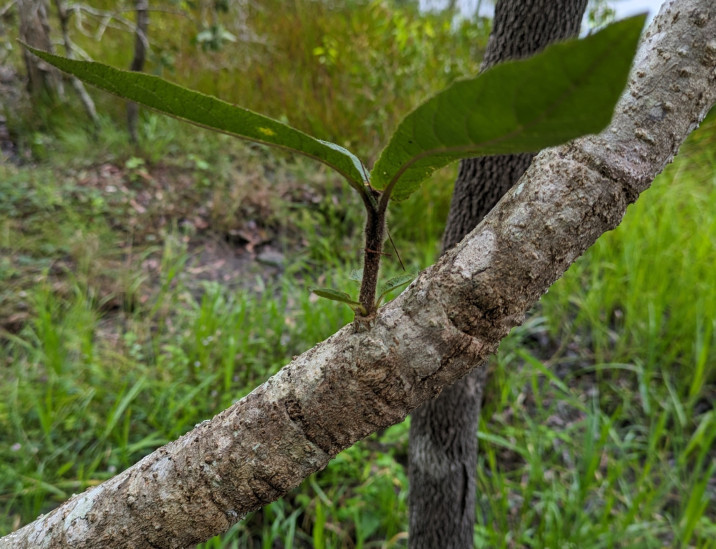 Deplanchea tetraphylla