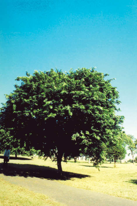 Inga marginata