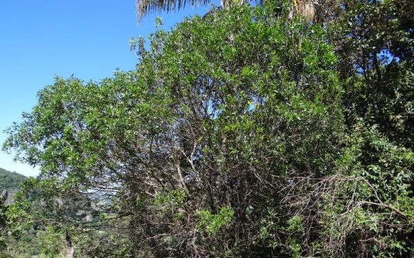 Lithraea molleoides