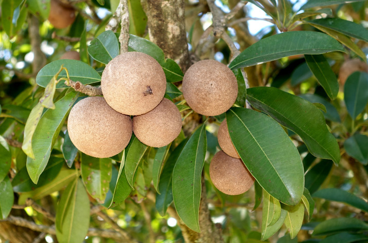 Manilkara zapota