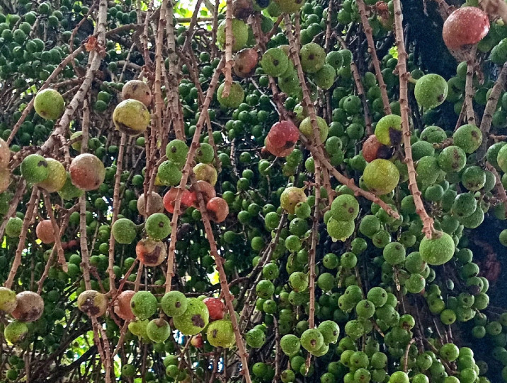 Ficus sur