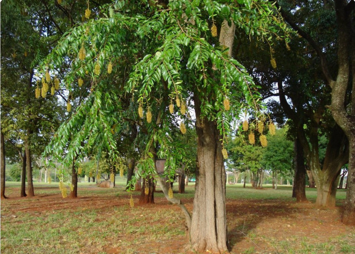 Mabea fistulifera