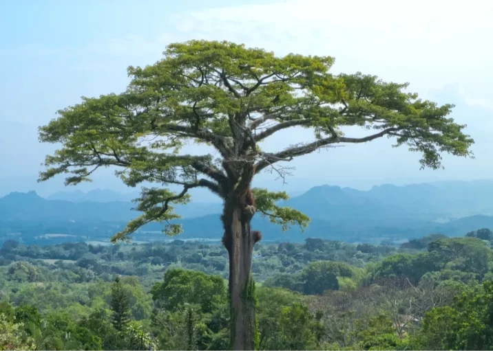 Ceiba petandra