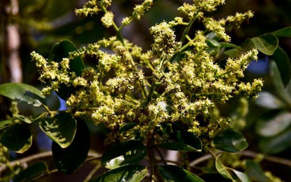 Tapirira obtusa
