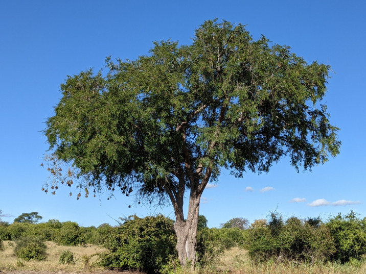 Tamarindus indica
