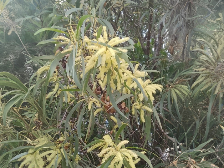 Acacia disparrima