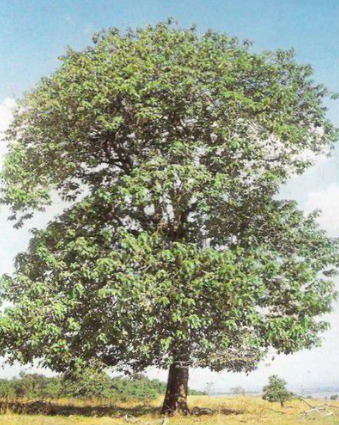 Croton floribundus