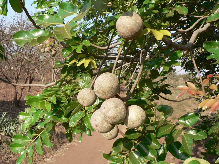 Khaya grandifoliola