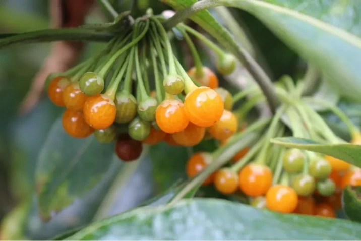 Iochroma arborescens