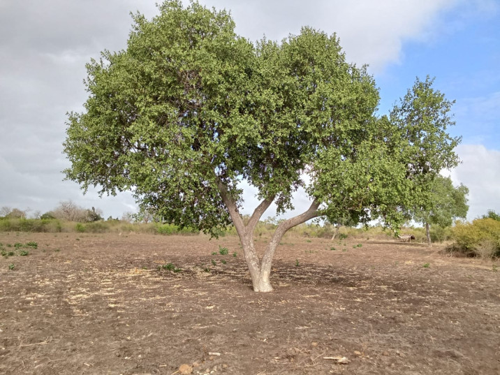 Dobera loranthifolia