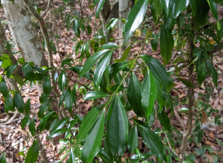 Cryptocarya laevigata