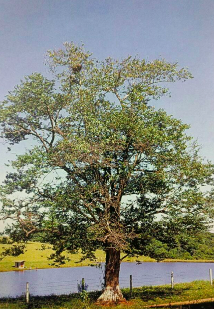 Colubrina glandulosa