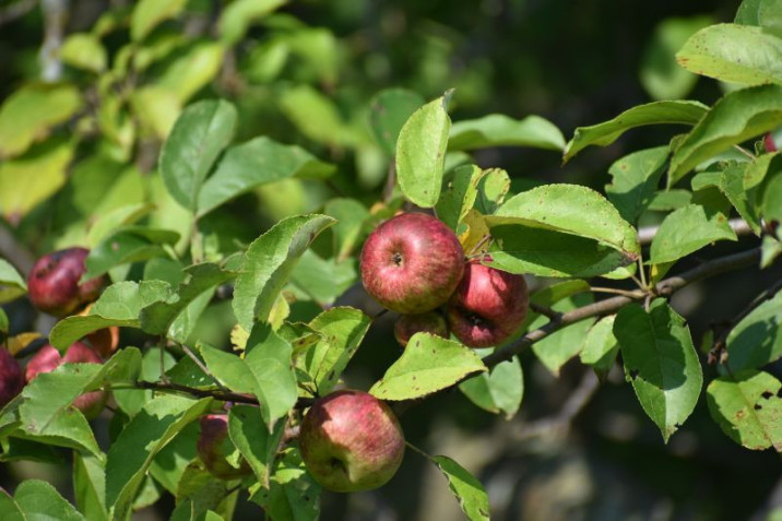 Malus domestica
