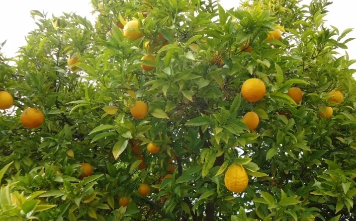 Citrus sinensis