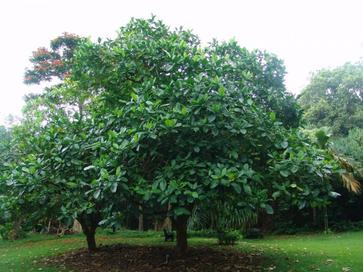 Tabernaemontana crassa