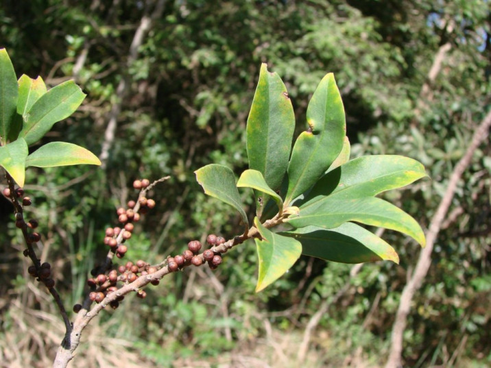 Rapanea ferruginea
