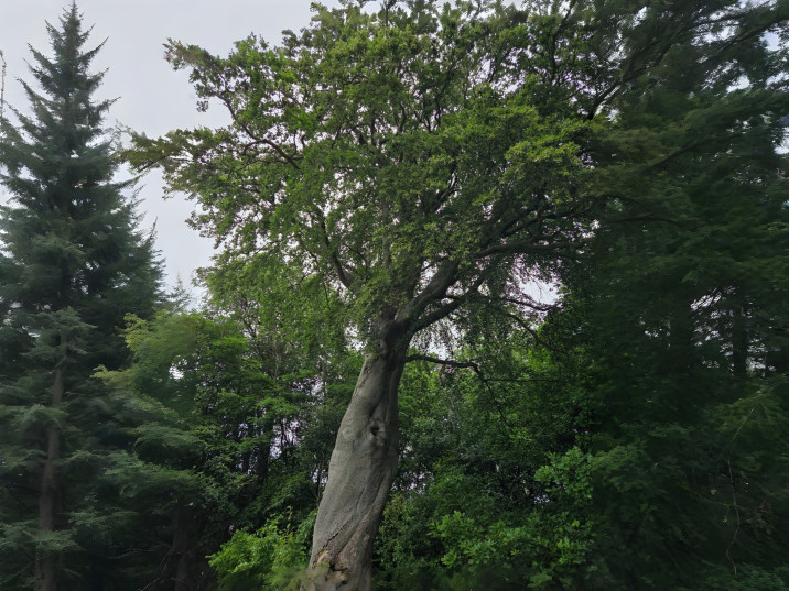 Fagus sylvatica