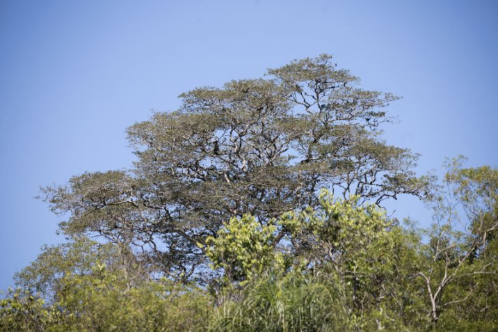 Apuleia leiocarpa