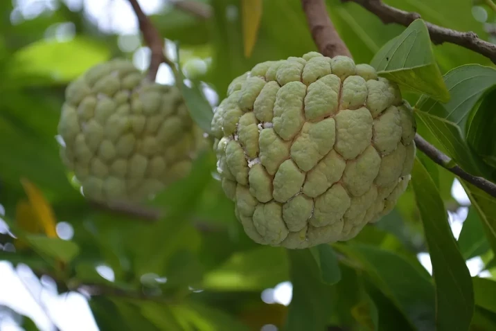 Annona squamosa
