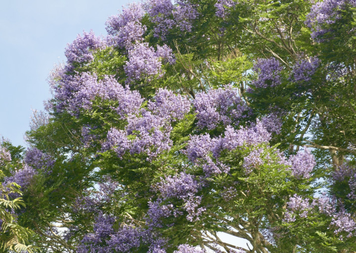 Jacaranda copaia