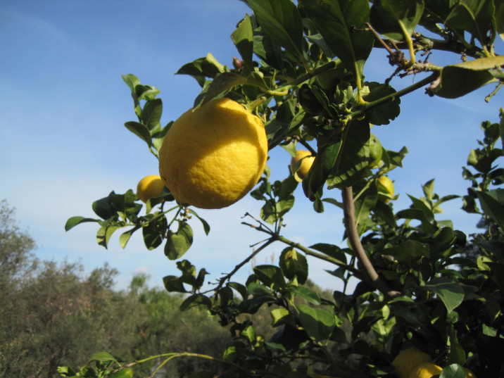 Citrus limon