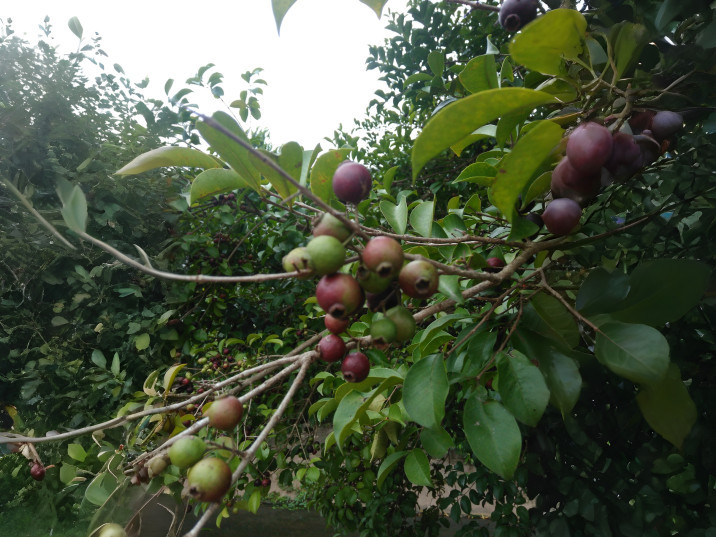 Psidium rufum