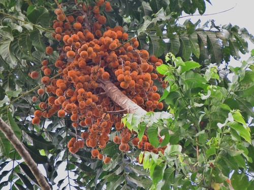 Dysoxylum gaudichaudianum