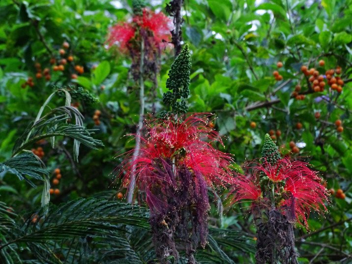 Calliandra calothyrsus
