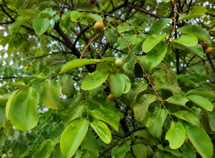 Cleistanthus collinus